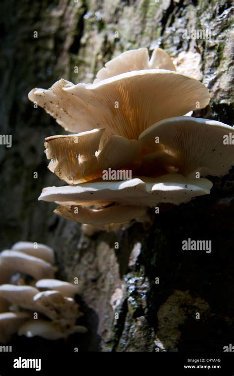 Hongos Que Crecen En El Tronco De Rbol Fotograf A De Stock Alamy