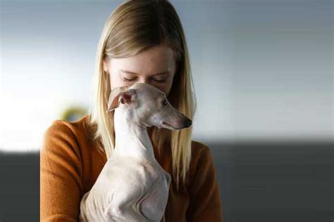 Are Italian Greyhounds Good For First Time Owners The Perfect Starter