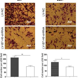 Confirmation Of B H Knockdown Efficiency In Human Glioma Cell Lines