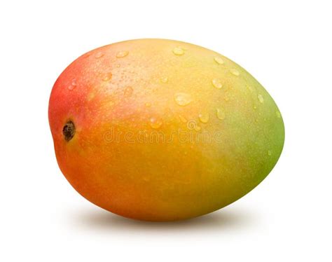 Mango Con Descensos Del Agua Foto De Archivo Imagen De Fruta Primer