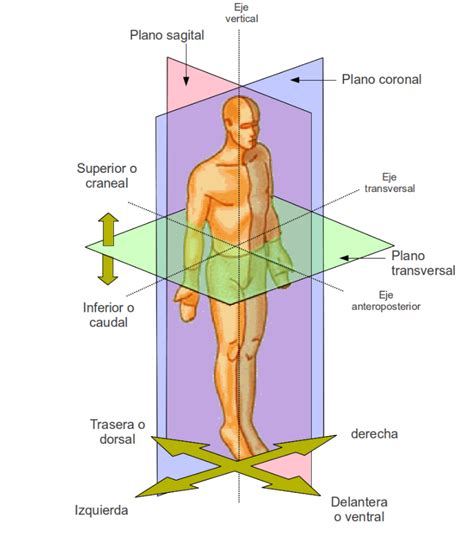 Posici N Anat Mica Y T Rminos Direccionales