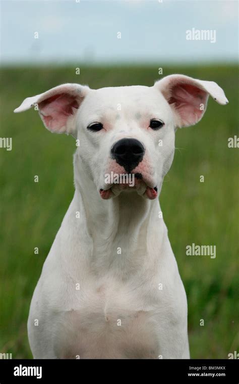 Dogo Argentino Portrait Stock Photo Alamy