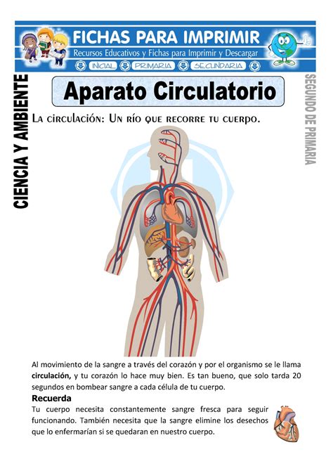 Ficha de Aparato Circulatorio para Segundo de Primaria La circulación