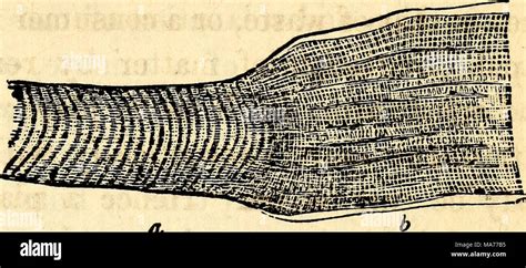 Anatomie et physiologie élémentaires pour des collèges des