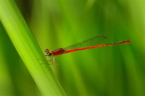 Capung Jarum Kecil Berwarna Merah, The small red damselfly Ceriagrion tenellum De Villers