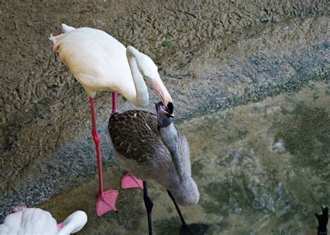 Flamingo Kekuatan Burung Burung Foto Gratis Di Pixabay Pixabay