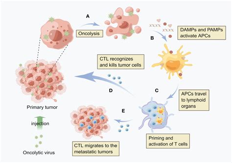 Frontiers Recent Advances In Oncolytic Virus Therapy For