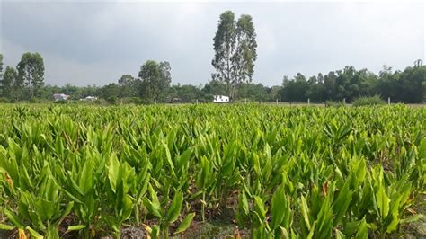 First Herb Farm Project Launched In Đà Nẵng