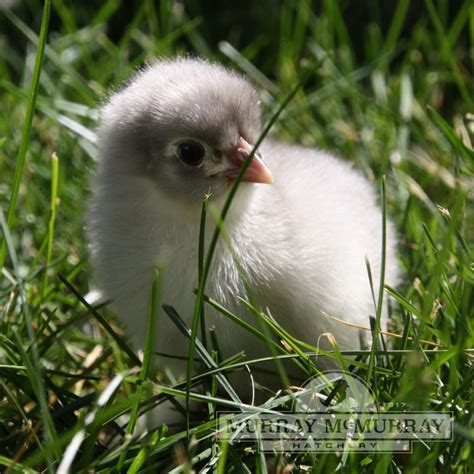 Murray Mcmurray Hatchery Blue Cochins