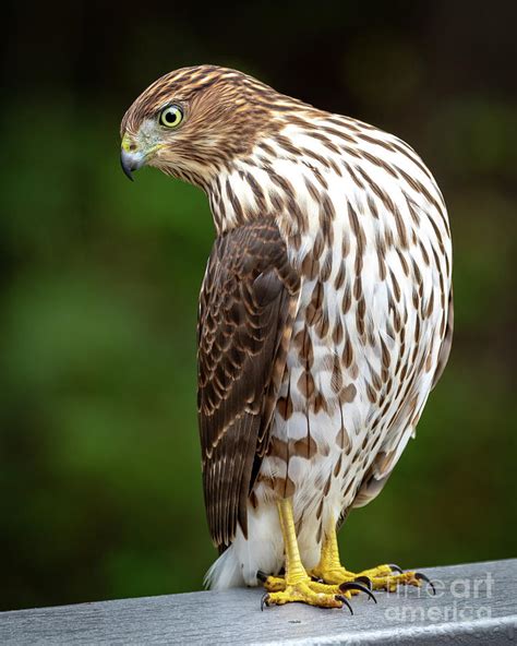 Coopers Hawk Photograph By Jim Gillen Fine Art America