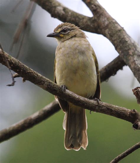 White Browed Bulbul White Browed Bulbul Pycnonotus Luteol Flickr