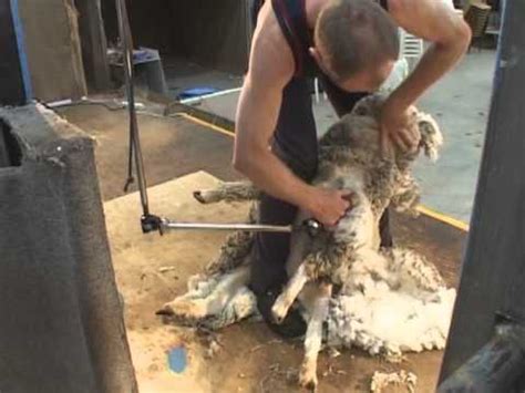 How To Shear Shearing Merino Sheep Fine Wool Youtube