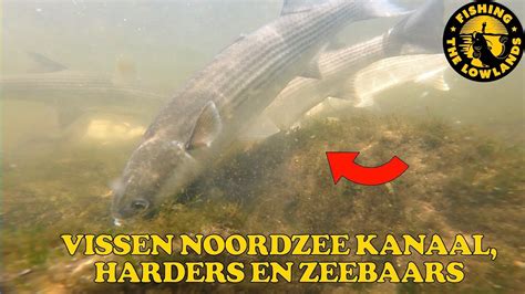 Vissen Noordzee Kanaal Harders En Zeebaars Fishvlog Youtube