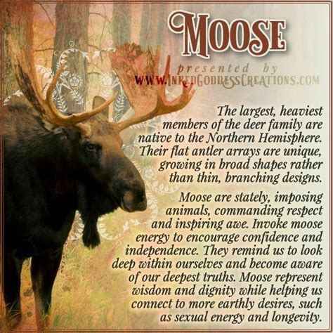 Moose Unlike Most Other Deer Species Moose Do Not Live In Herds