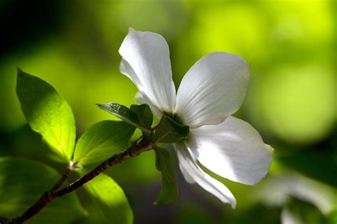 California-Dogwood – Sara Silver Photography