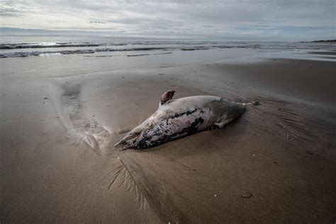 Protection des dauphins le Conseil dÉtat dit non à la fermeture