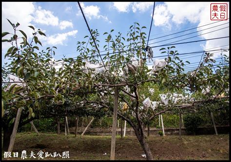 三灣遊程夏梨茶香農村體驗遊程茶香包diy採梨吃美食走秘境 假日農夫愛趴趴照