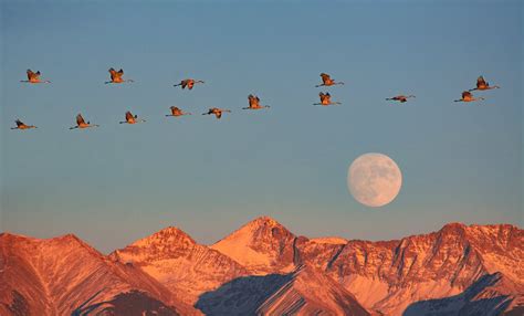 Sandhill Crane Migration In Colorado 2024 Roveme
