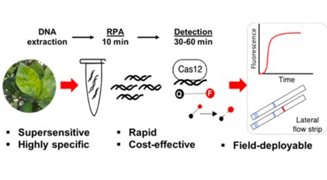 Super Sensitive Detection Of Citrus Greening Pathogen Invent Penn State