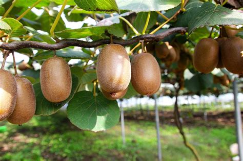 Kiwi Jenny Actinidia Chinensis Jenny G Nstig Kaufen