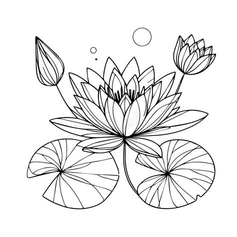 Modern Line Drawing Waterlily Flower Design Vector Illustration, Simple ...