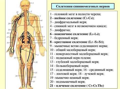 Спинномозговые нервы - презентация онлайн