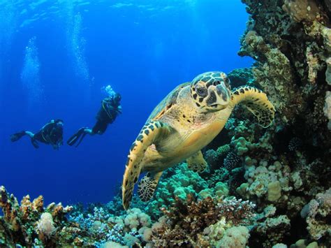 Leatherback Sea Turtle Habitat