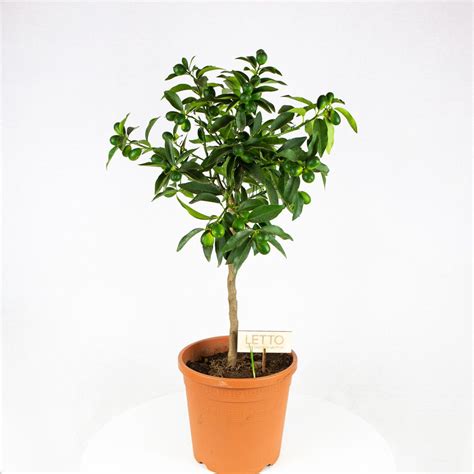 Цитрус кумкват на штамбе Citrus kumquat on stem 75/22 — комнатное ...