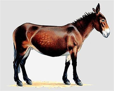 mulet media larousse