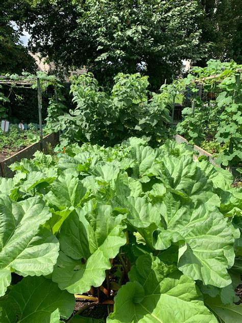 Rhubarb Companion Planting Dos And Donts — Meadowlark Journal