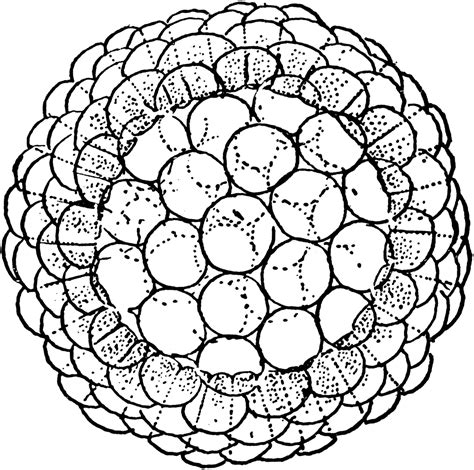 Whitefish Blastula Mitosis Stages Itcesasquez