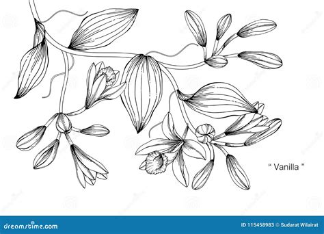 香草花图画例证 R 向量例证 插画 包括有 问候 查出 植物群 乱画 看板卡 叶子 艺术 115458983