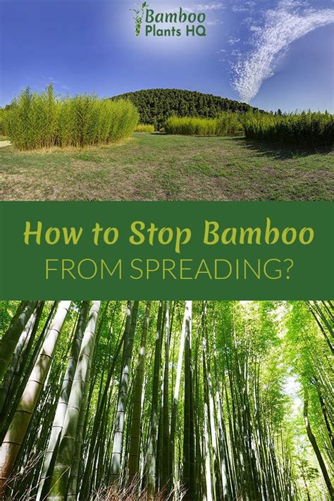 How To Stop Bamboo From Spreading Bamboo Plants HQ