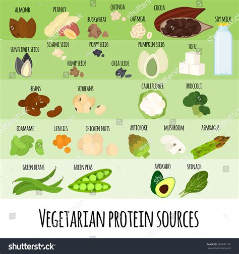 Set Vector Illustration Best Sources Protein Stock Vector (Royalty Free