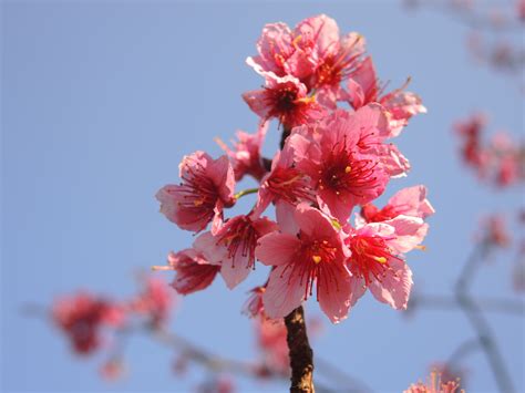 Free Images Branch Fruit Flower Petal Food Spring Produce Pink