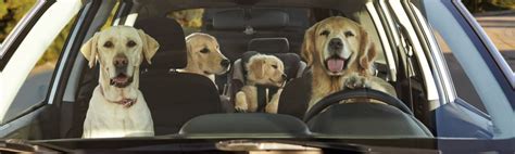 What You Need To Know About Driving Without A License Or Driving With A