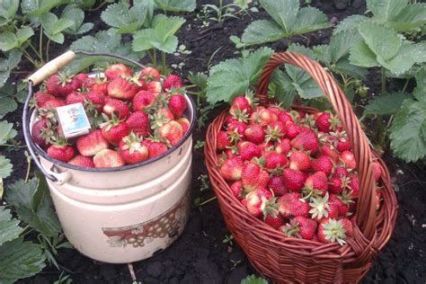 Клубника Эльсанта: описание сорта, выращивание и уход, полив, подкормка ...