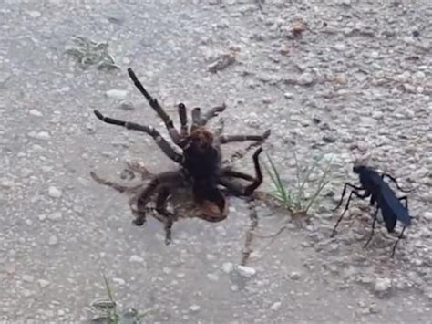 Tarantula Hawk Wasp