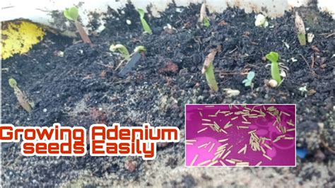 Growing Adenium Seedshow To Grow Desert Rose Seedsadenium Seeds Soil