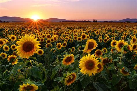 Sunflower sunset | Sunflower sunset, Sunflower wallpaper, Sunflowers ...
