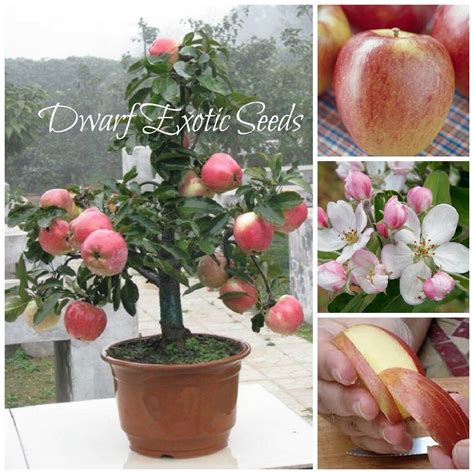 Seeds Self Fertile Dwarf Gala Apple Tree Malus Domestica Etsy Canada