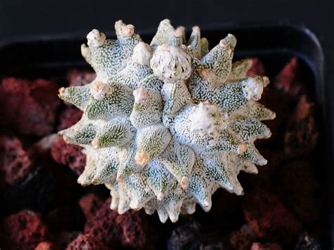 Astrophytum Myriostigma Cv Lotusland Della Famiglia Delle Cactacee