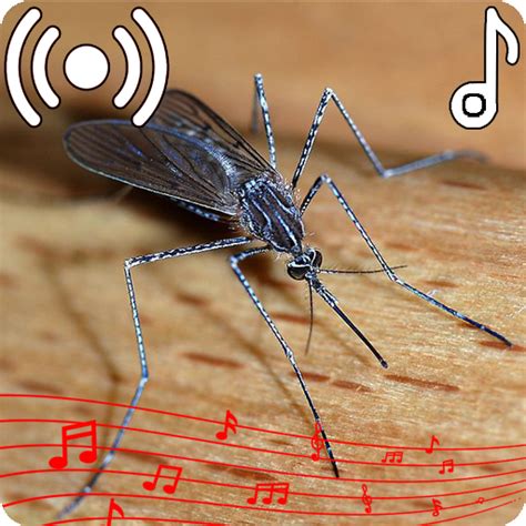 Mosquito Sounds Ringtone - Apps on Google Play