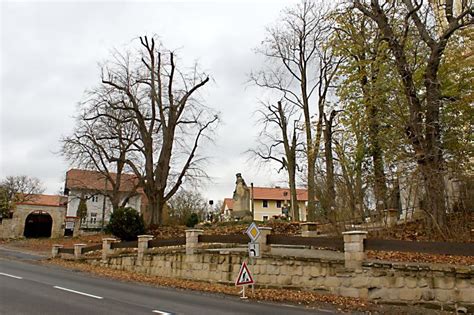 Boseň - Živéobce.cz