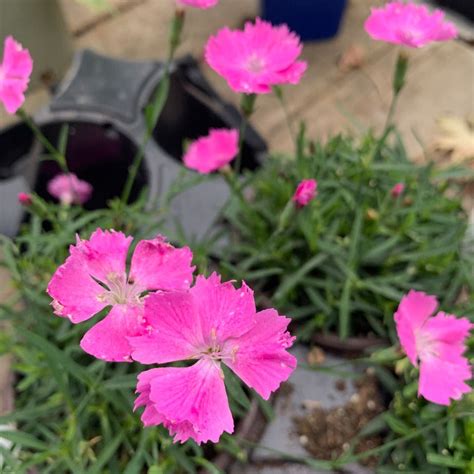 Dianthus Beauties Kahori Pink Knippel Garden Centre