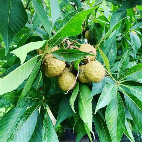 Plant FAQs: Salvadora Persica - Toothbrush Tree