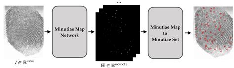 Overview of the minutiae extraction algorithm. An input fingerprint of ...