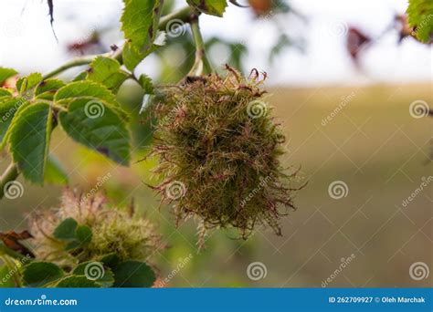 Galls Of The Rose Gall Wasp Diplolepis Rosae Is A Gall Wasp Which