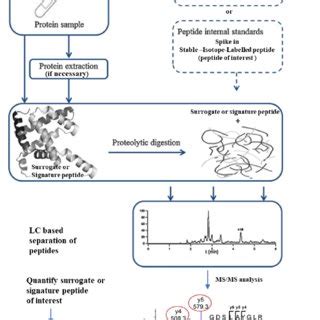 Deconvolution Process Of M Z Signals From Intact Protein Full Scan Mass