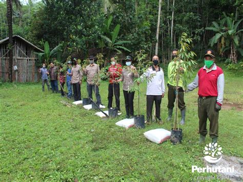 Perhutani Perhutani Tanam Durian Bersama Stakeholder Di Magelang